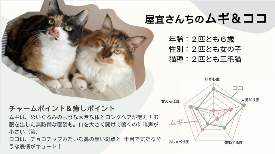 cat_article_01.jpg