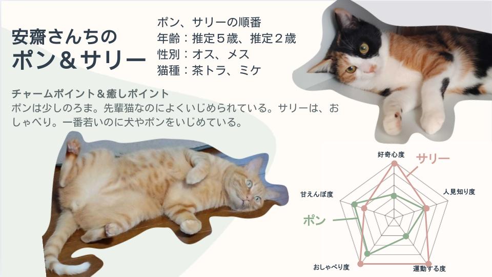 cat_article_03.jpg