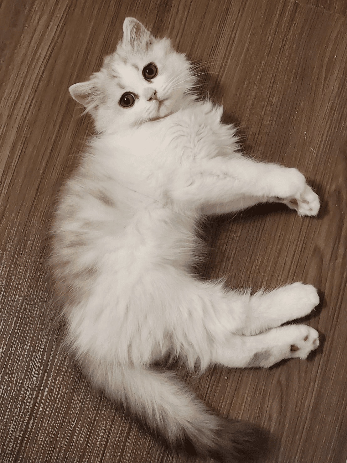 cat_article_09.png