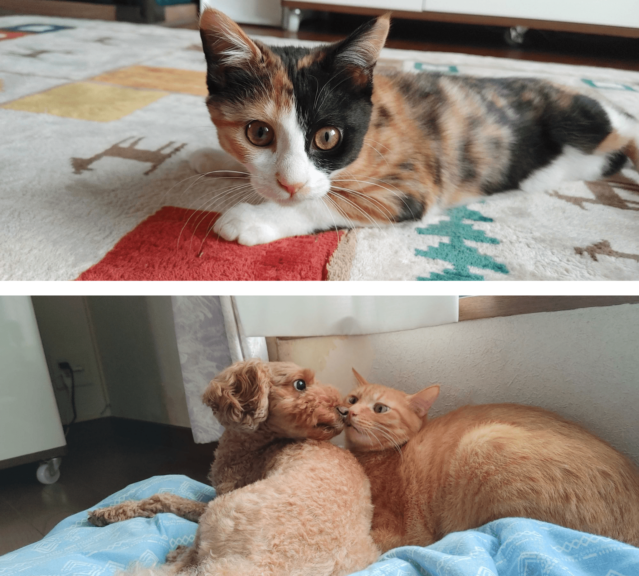 cat_article_11.png