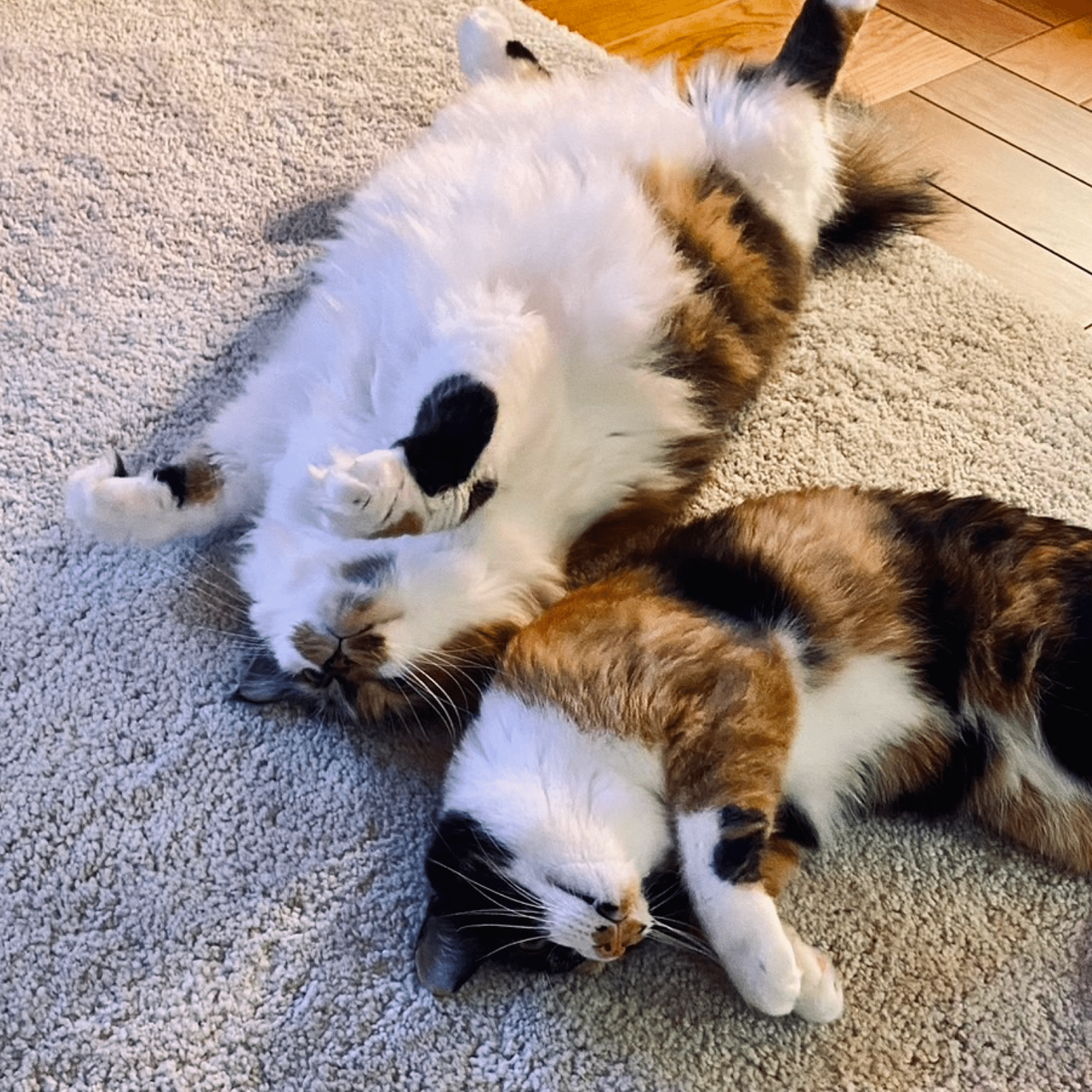 cat_article_12.png