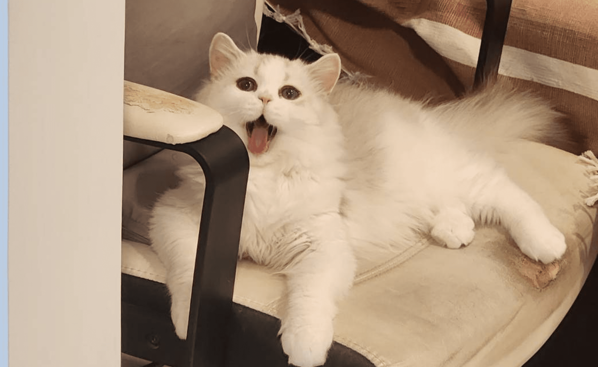 cat_article_14.png