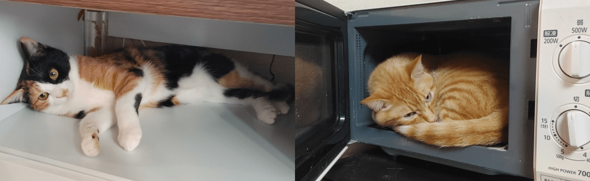 cat_article_15.png