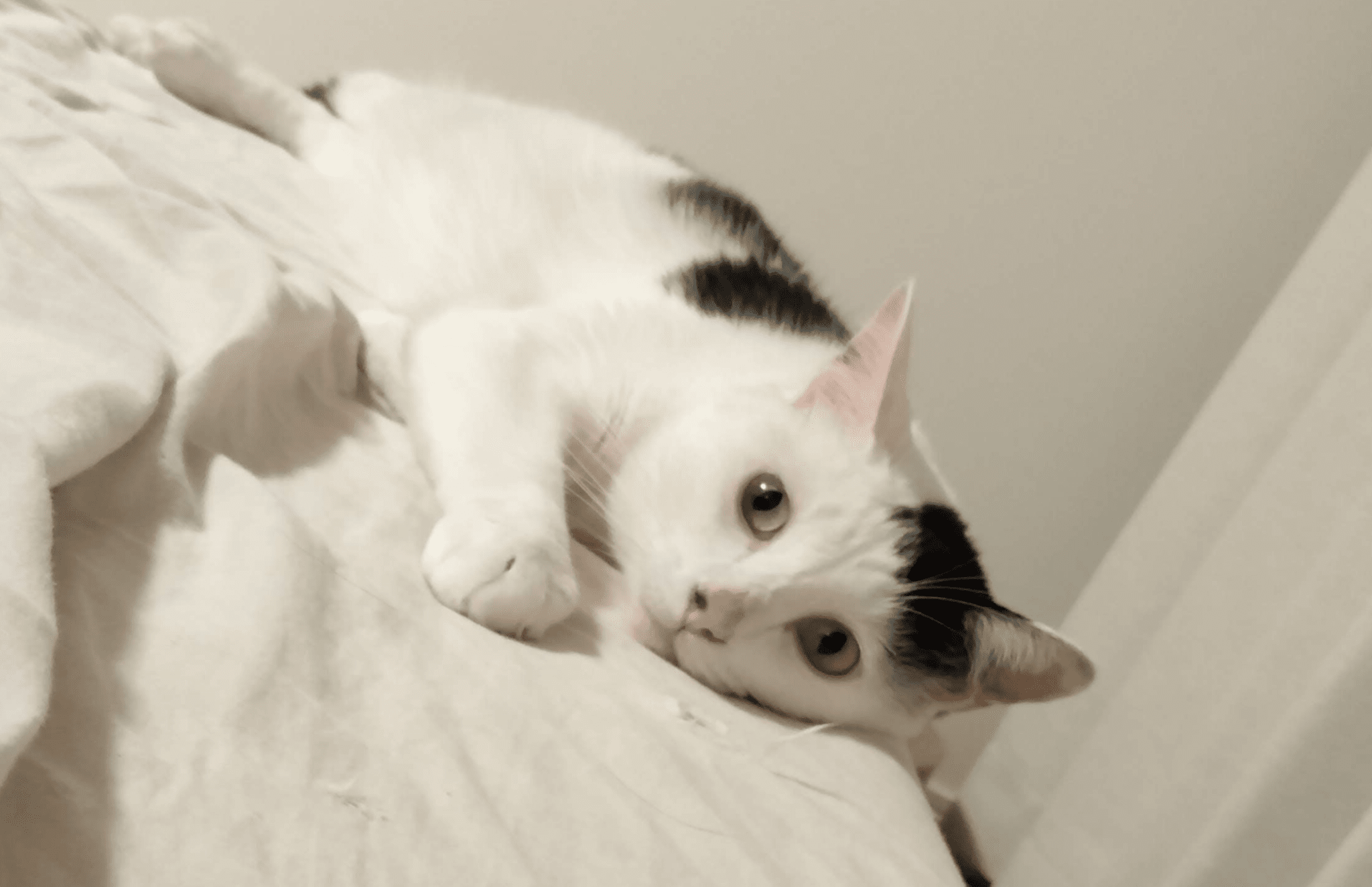 cat_article_16.png