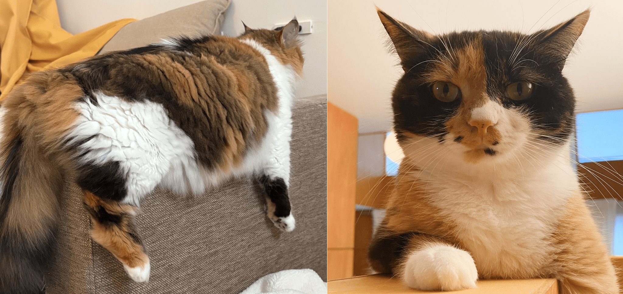 cat_article_17.png