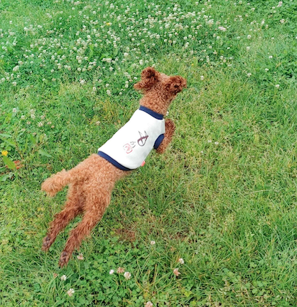 employee_dog_meeting_02_3.png
