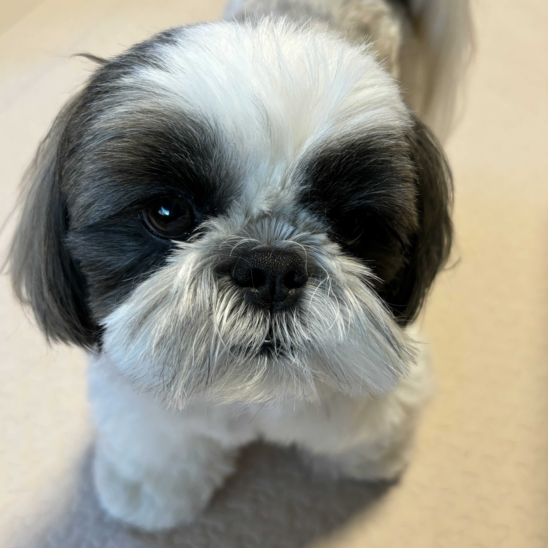 employee_dog_meeting_04_05.jpg